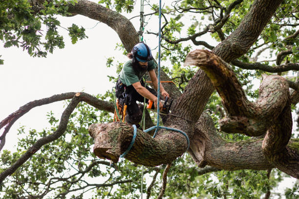  Warner, OK Tree Removal Services Pros