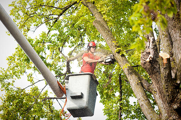 How Our Tree Care Process Works  in  Warner, OK